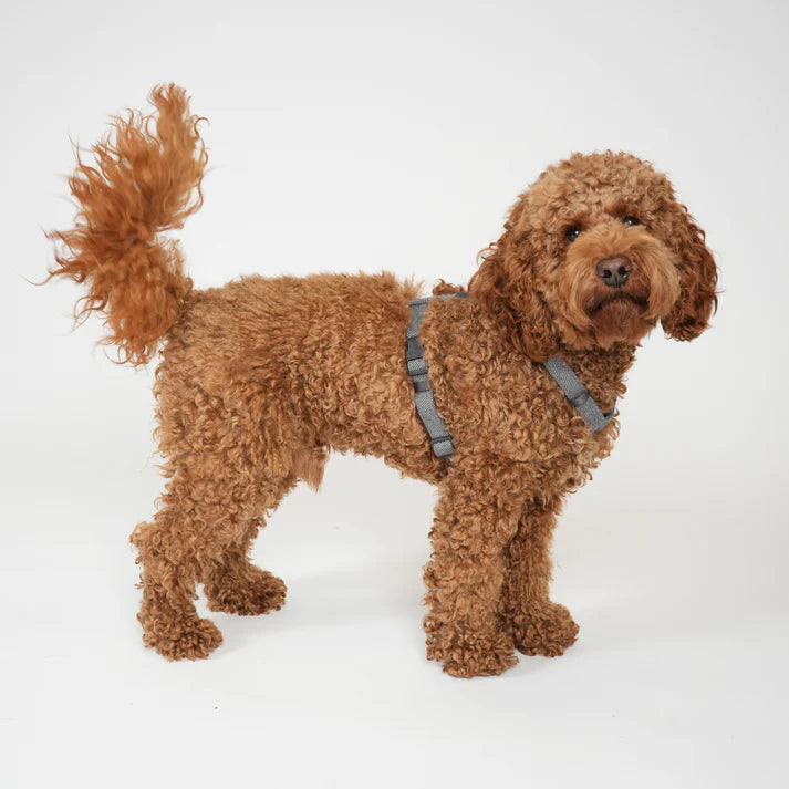 Tara H-Strap koiranvaljaat | Pölyinen sininen