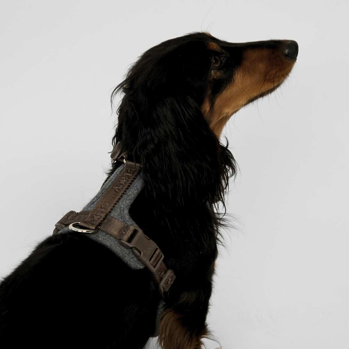Dachshund seen from the side in the stone Numa harness