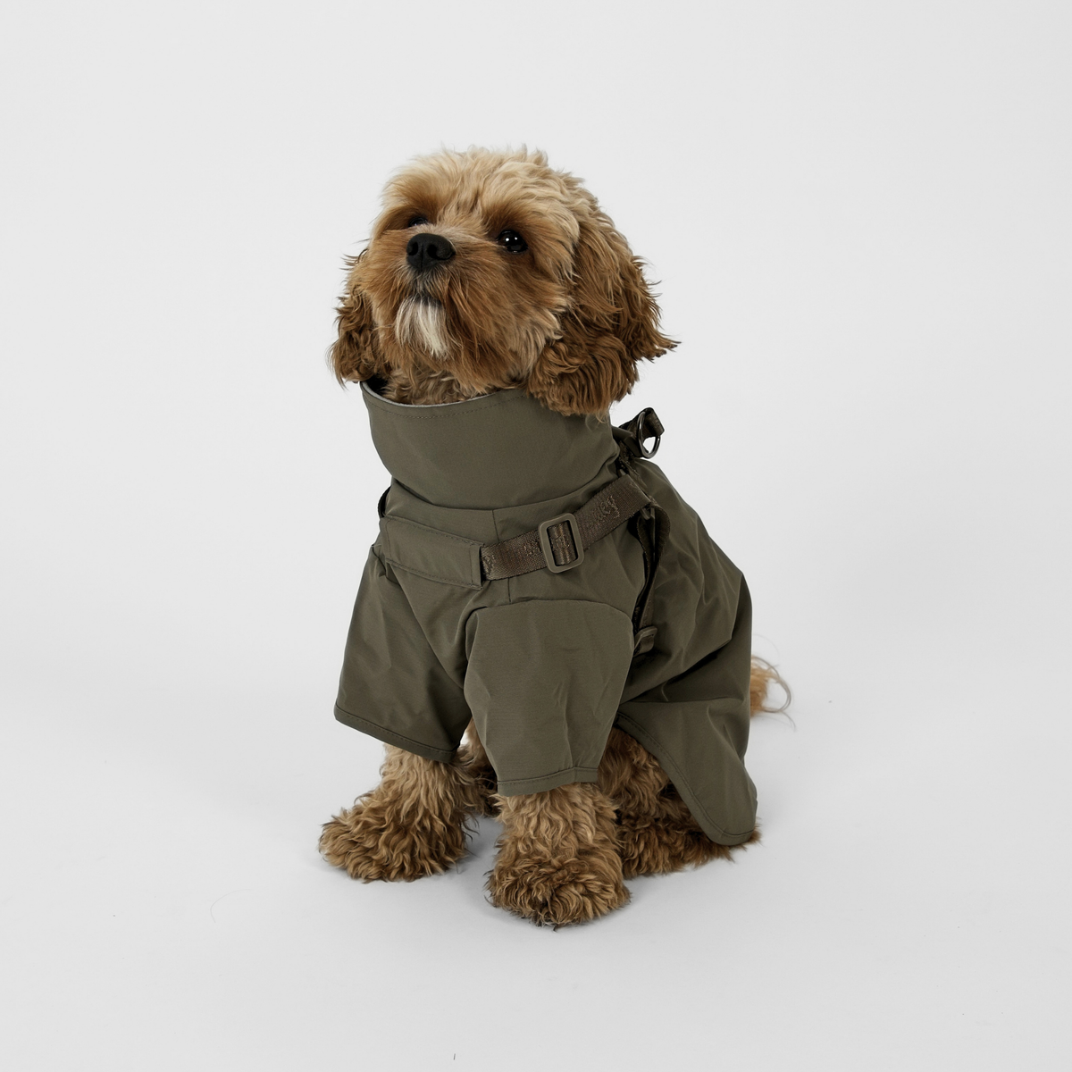 Cavapoo istuu moss green sadetakissa, jossa on valjaat