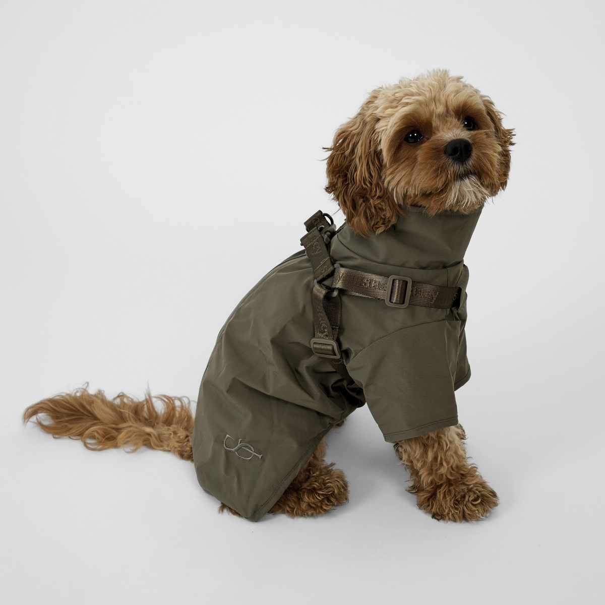 Cavapoo sitting in the moss green Leva rain coat with buckle harness
